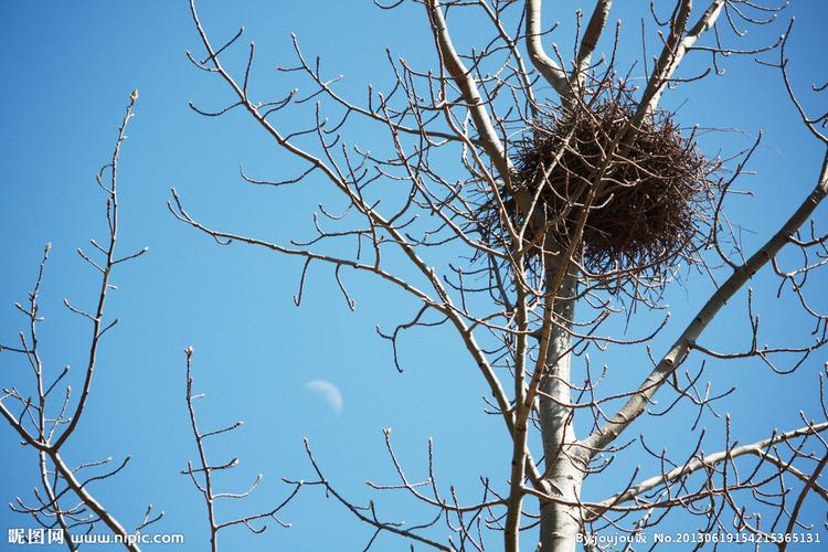 鸟窝图片