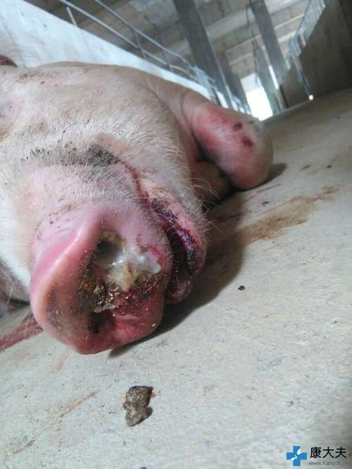 8头 体温:42℃ 用药情况:无 症状描述:高温42度,呼吸困难流鼻涕,卧地