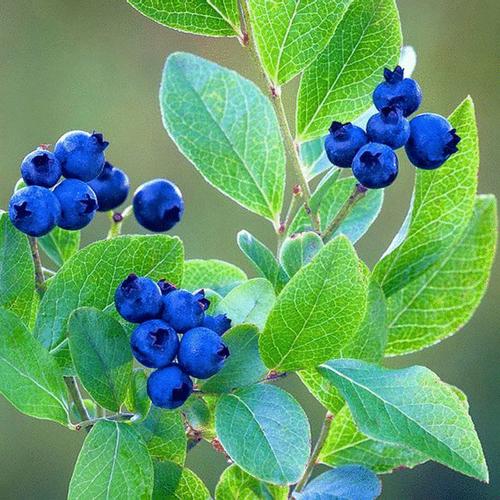 杭州黑珍珠蓝莓营养 黑珍珠蓝莓广东能种吗