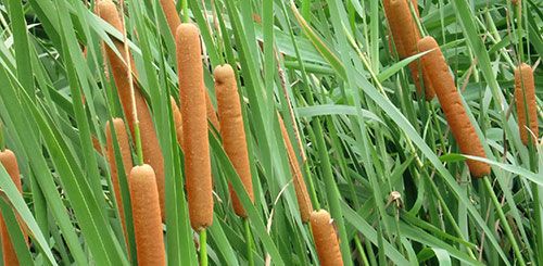 水蜡烛的使用症状及使用方法