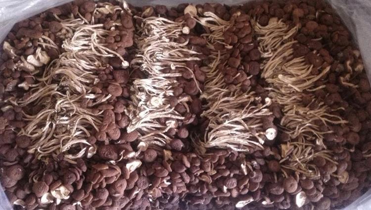 茶树菇包邮江西土特产广昌茶树菇不开伞干度好500克