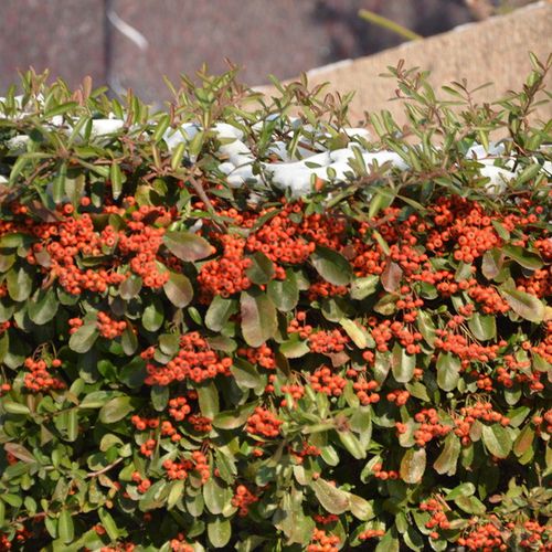 常绿灌木苗直销 火棘苗批发价格 观果类 高30-60cm 可作绿篱