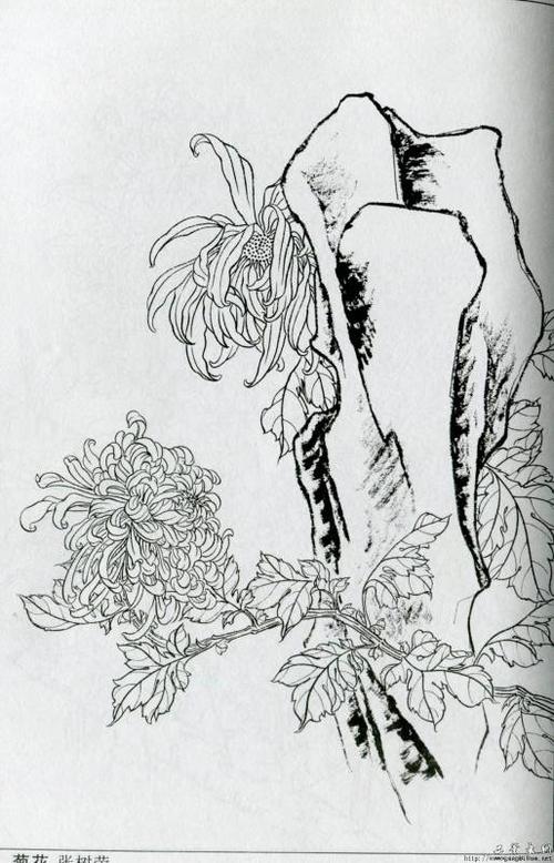 国画线描菊花白描画谱