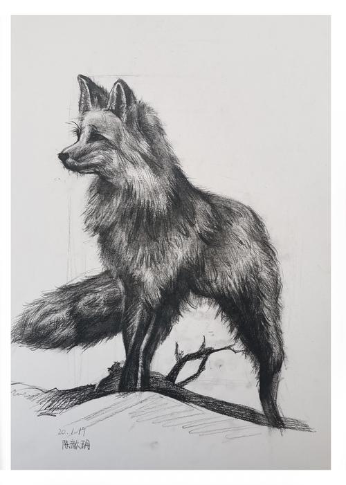 精微素描作品—可爱的小狐狸