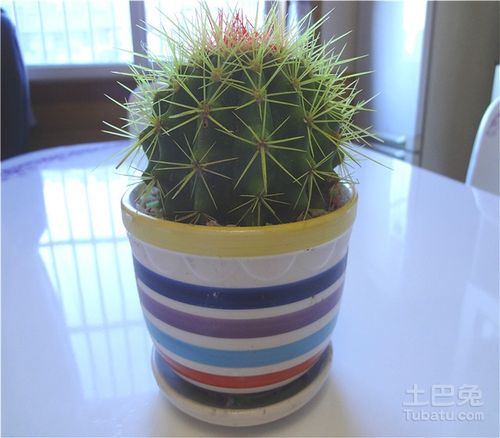 仙人球图片欣赏
