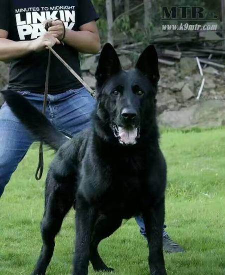 欧洲实战警犬宾利后代—温州苍南灵溪宠物狗