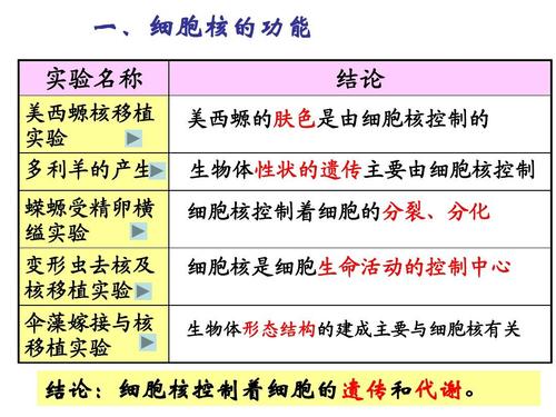 一,细胞核的功能 实验名称 美西螈核移植 实验 多利羊的产生 蝾螈受精