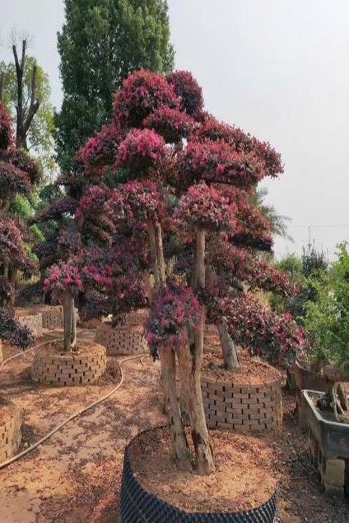 湖北造型红继木桩红花继木园林绿化红继木桩批发规格齐全