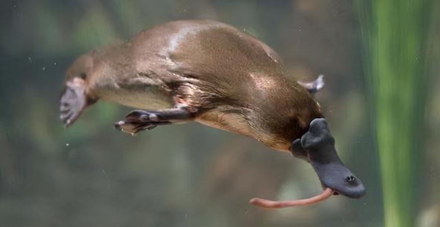 结语:鸭嘴兽是真正意义上的活化石,它们可比人类要古老.