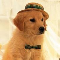 微信狗狗头像图片