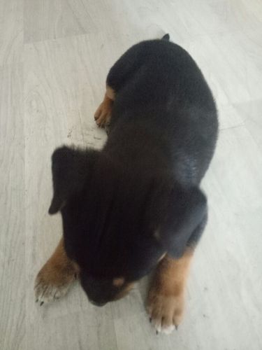 狗狗脱肛了怎么办,会自己好吗?