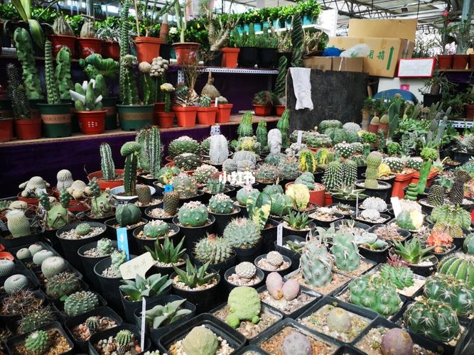 北京盛芳国际花卉总部基地