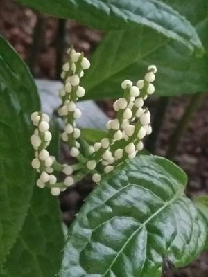 含珠草的功效与作用珠兰的功效与作用花圆如珠观赏性强药用可治风湿