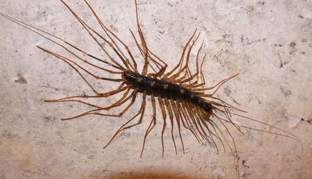 展开全部 图像不太清晰,像:蚰蜒(别称:钱串子,草鞋虫,草爬子)  追问