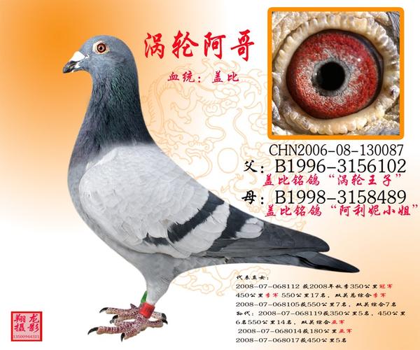 翔龙轩鸽舍自传