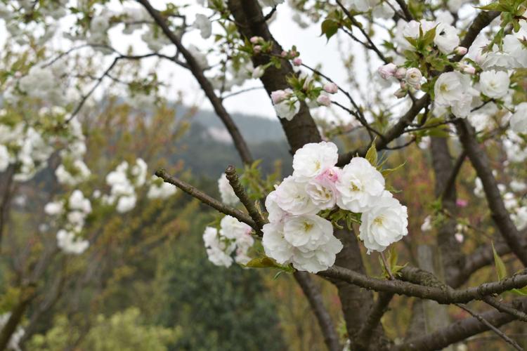 绿野山庄逃票看樱花