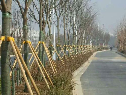 新疆乌鲁木齐植物防寒带 乌鲁木齐防寒保暖带