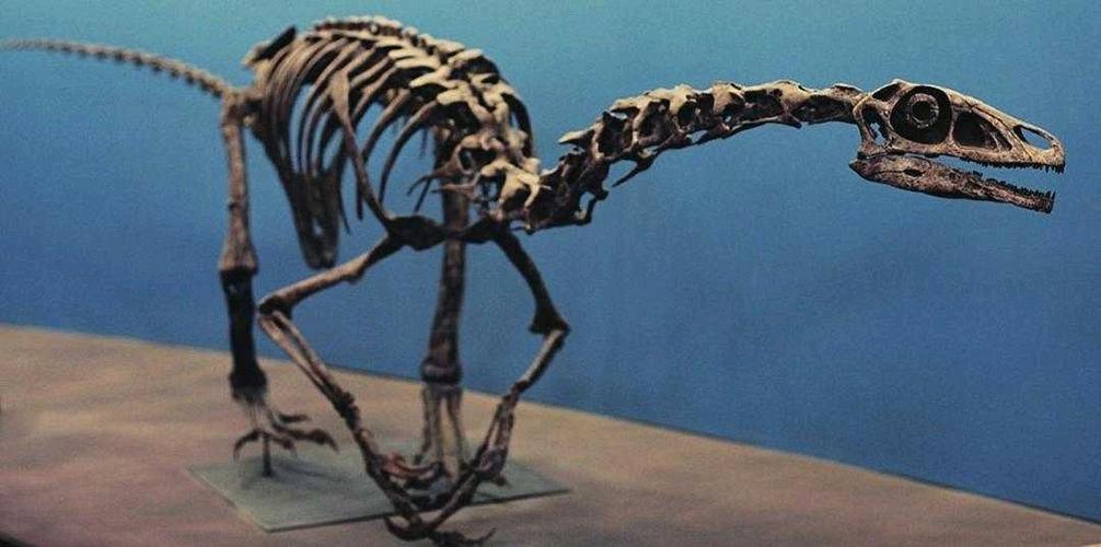 一些典型的镰刀龙下目的特征,比如尾椎神经棘前部具有前翼和后翼结构