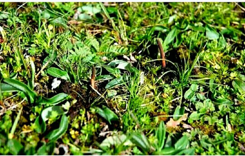 大山牌蝙蝠蛾拟青霉
