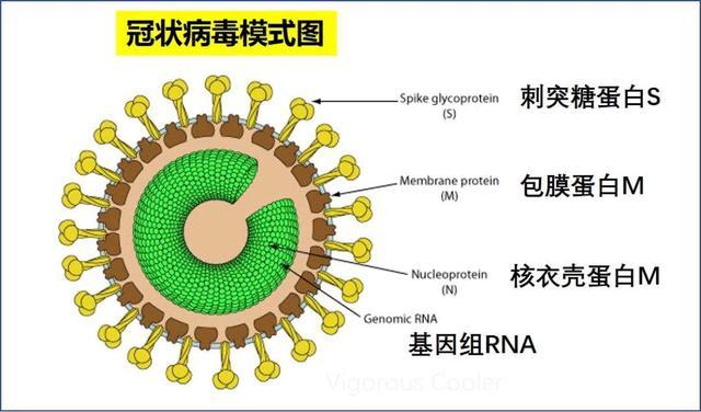 2021年新冠病毒会常态化吗?