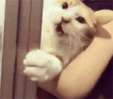 这只猫竟可以配合洗澡到这种程度,真厉害了.