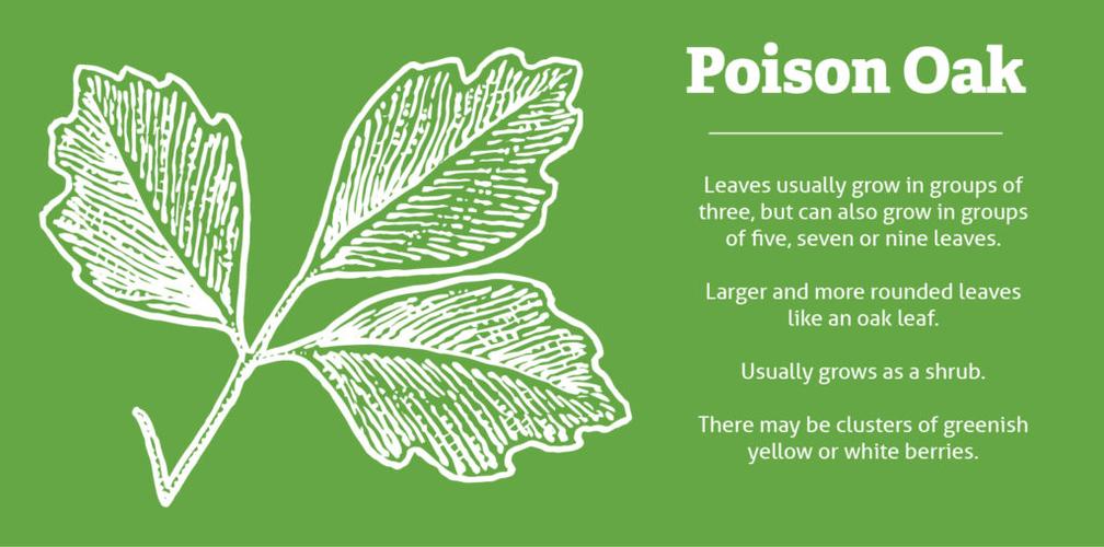 poison ivy vs. oak vs. sumac
