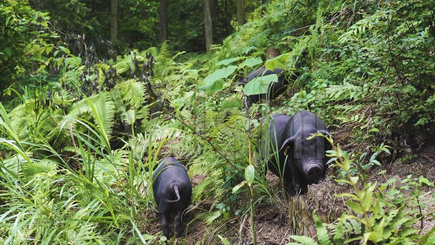 香猪户外放养_从江香猪_视频素材包下载(编号:6180284