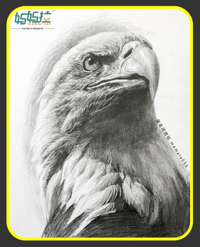 素描老鹰