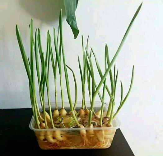 蒜苗的生长过程.