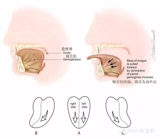 牙医必备:舌下神经解剖和功能