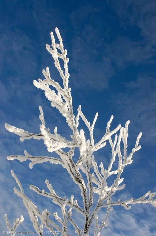 冬天树枝雪景图片