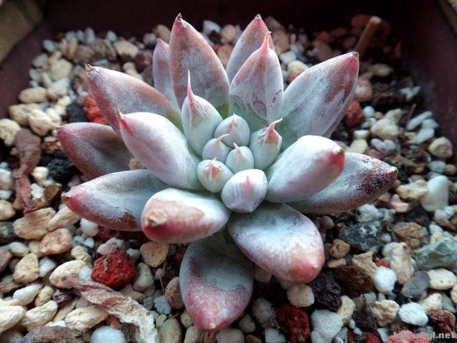 杜里万莲成长记