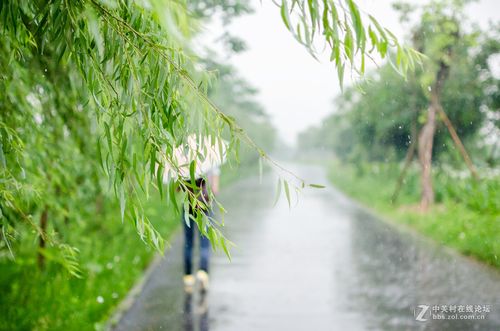 5.雨中垂柳