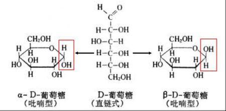 α-d-葡萄糖和β-d-葡萄糖的区别是什么?直线状结构和