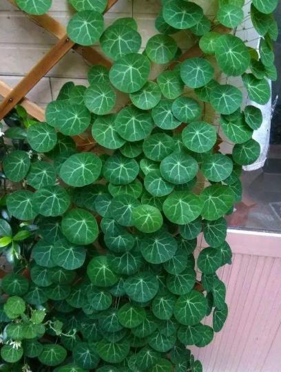 一块大"石头",一个月就能爬满墙,它就是山乌龟,寓意