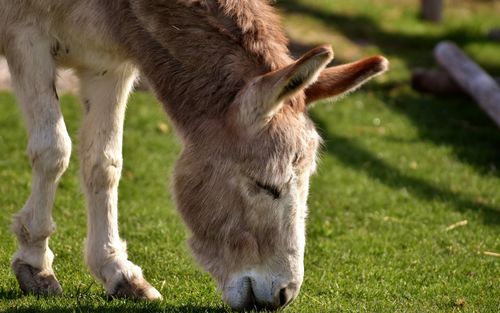 驴图片,分享一组分类动物图片给大家,图中的桌面壁纸壁纸会点缀