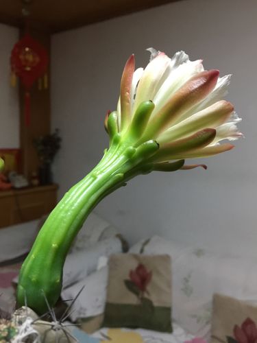 我家养了三十来年的仙人山今年第一次开花,一枝上长出