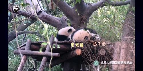 大熊猫热干面蛋烘糕春生糕子哥左拥右抱并没有