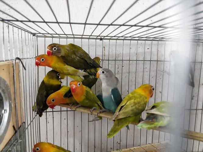 红头绿闪牡丹鹦鹉怎么繁殖