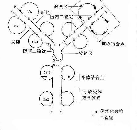 《医学免疫学》  porter等对血清igg抗体的研究证明,ig分子的基本结构