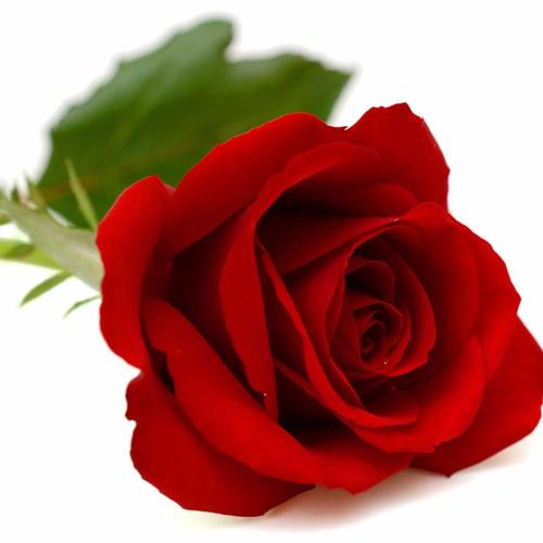 武功县代家祥茂生态种植专业合作社供应红玫瑰花