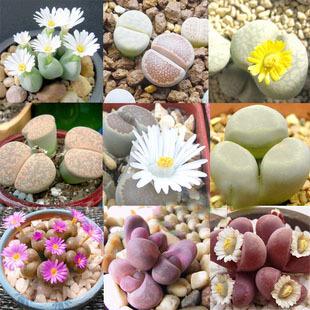 16种好看好养的"懒人植物",让你的房间增添一抹"绿意 .