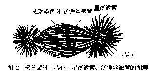 在 a href="#" data-lemmaid="4525194">中心体 /a>中央部位所看到的