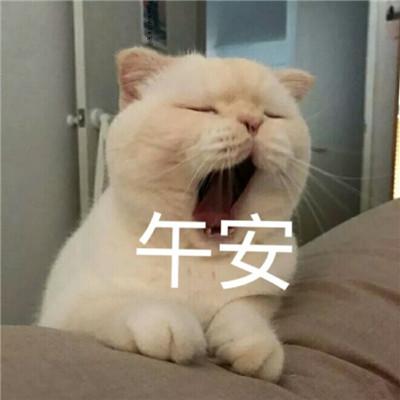 超级可爱的萌萌午安表情包微信聊天午安表情大全