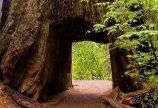 千年传奇大树被挖穿,成为世界唯一"树洞"隧道,人们后悔不已