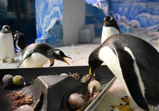 哈尔滨:小企鹅的端午美食
