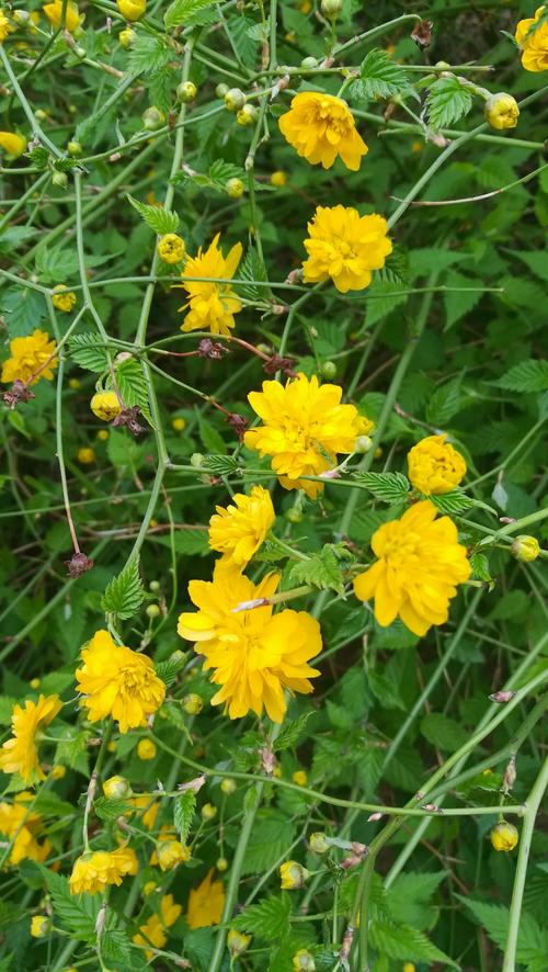 棣棠花花语与传说