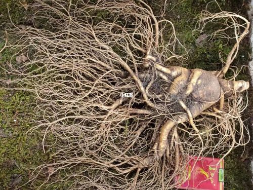 长白山参王_长白山国家级自然保护区_人参_医疗健康