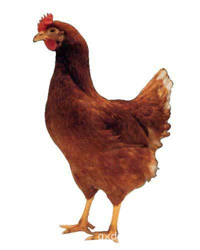 京红一号蛋鸡鸡苗全国经销 大批量供应品种齐全蛋鸡苗 养殖厂批发