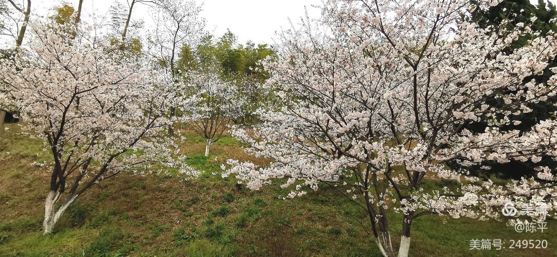 2020.3绿野山庄赏樱花
